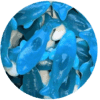 requin géant lisse
